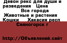 Девон рекс для души и разведения › Цена ­ 20 000 - Все города Животные и растения » Кошки   . Хакасия респ.,Саяногорск г.